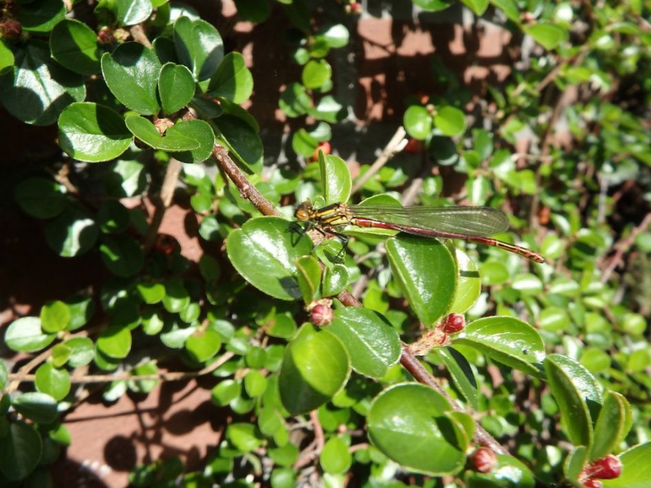 welke juffer of libelle is dit